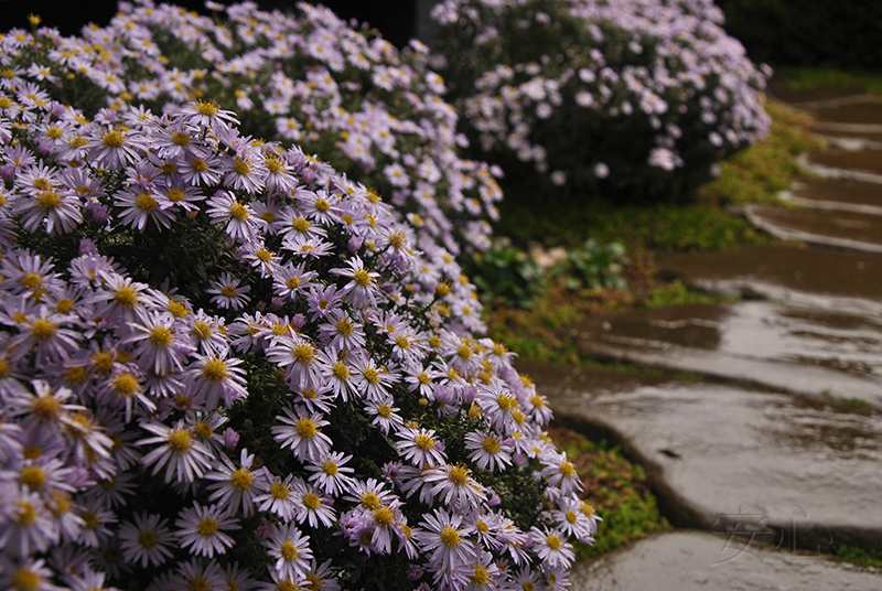 Garden of peace of mind