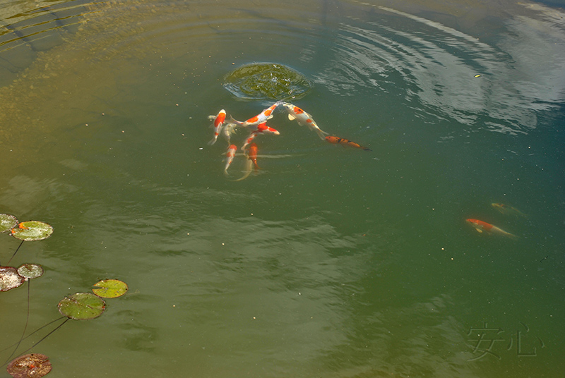 Garden of the Tiger and the Dragon