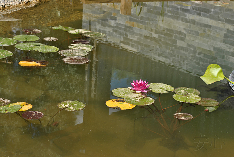 Garden of the Tiger and the Dragon