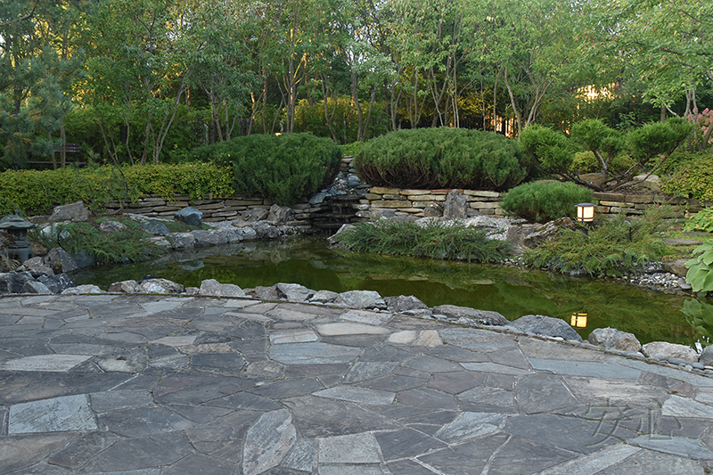 Garden of Dancing Maples