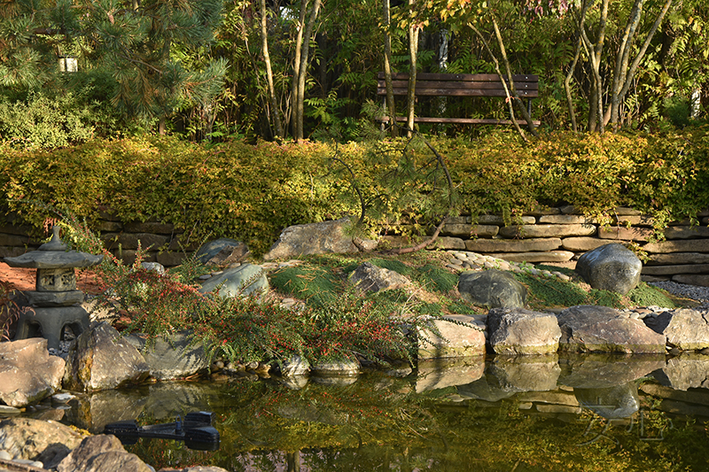 Garden of Dancing Maples