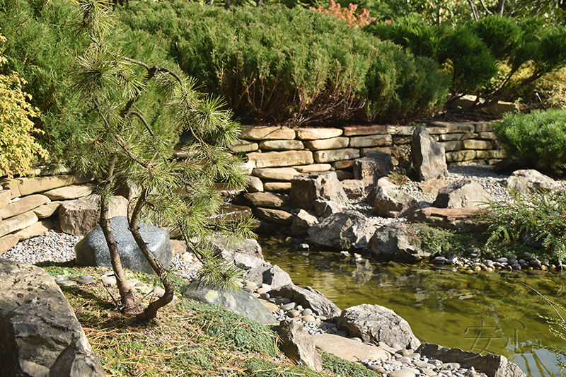 Garden of Dancing Maples