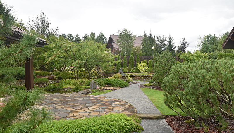 Garden of Dancing Maples