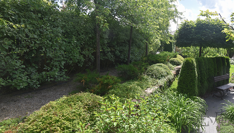 Garden of Dancing Maples