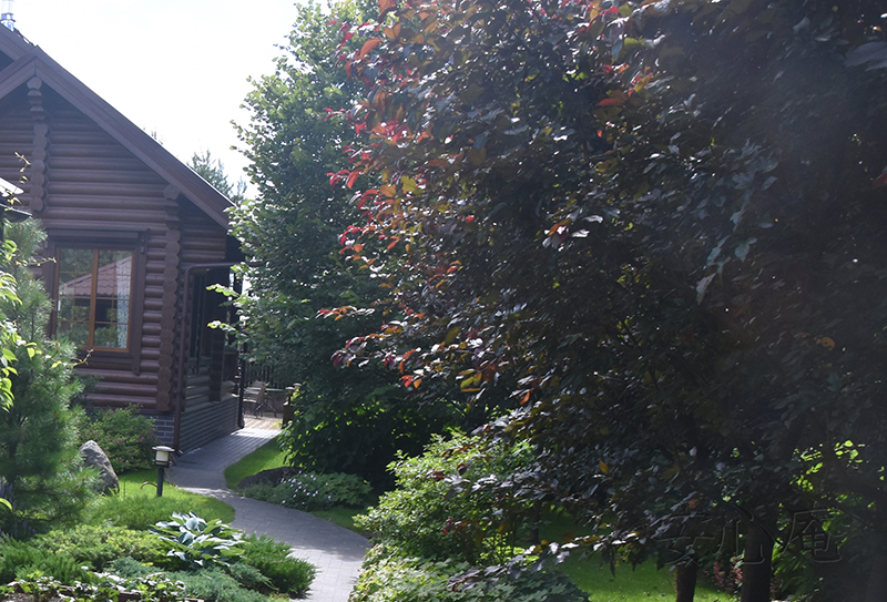 Garden of Dancing Maples