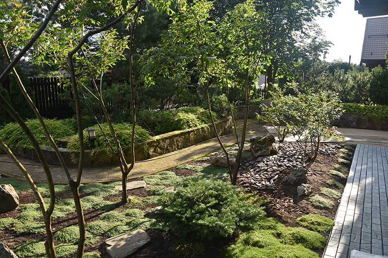Garden of Dancing Maples