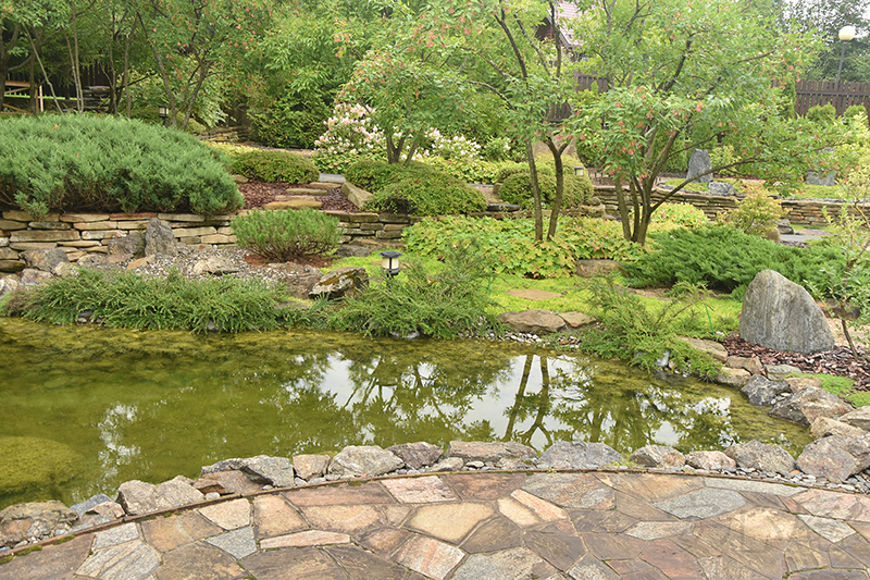 Garden of Dancing Maples