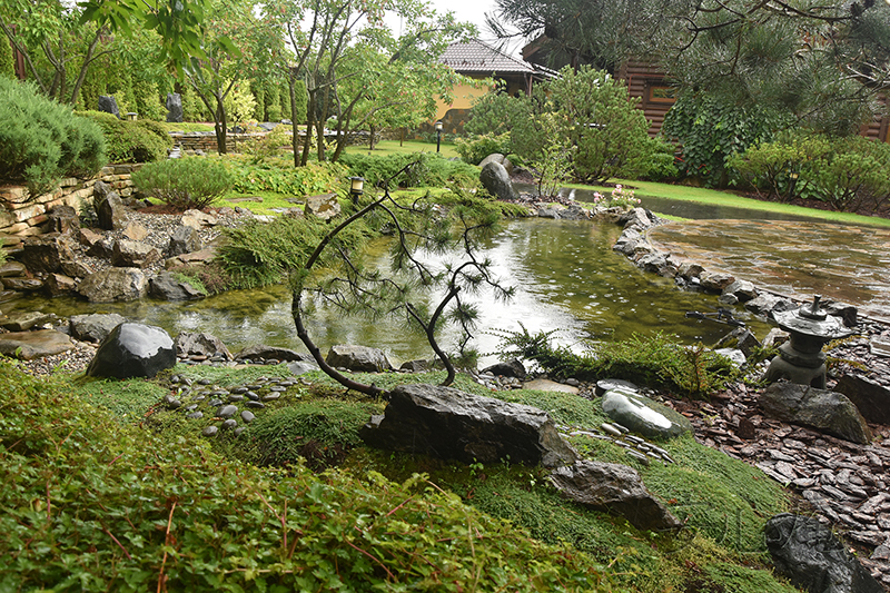 Garden of Dancing Maples