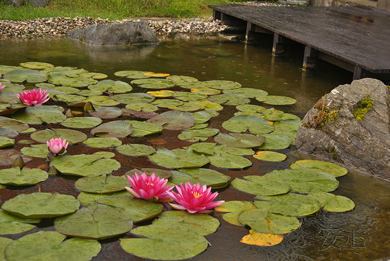 Garden of graceful lines