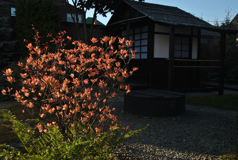 японский сад вечером