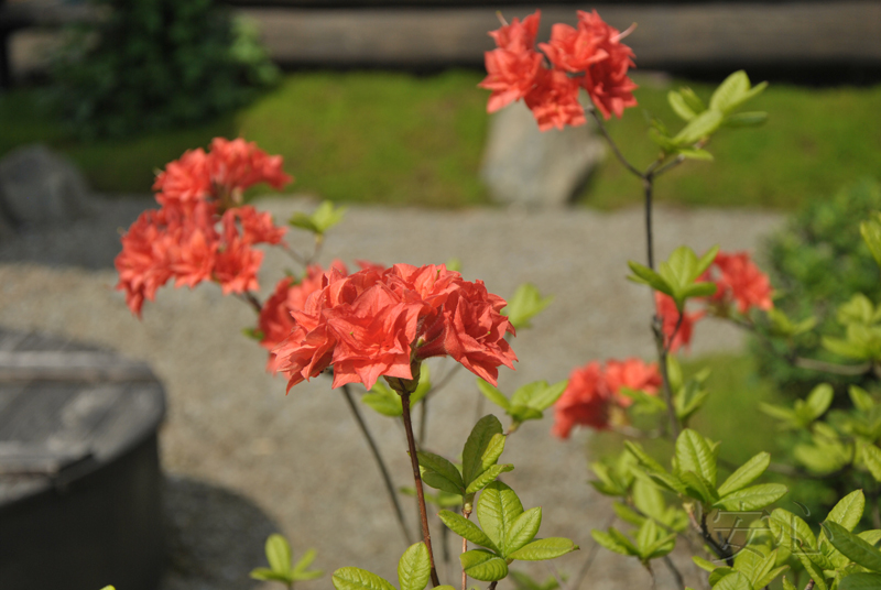 Rhododendron japonicum