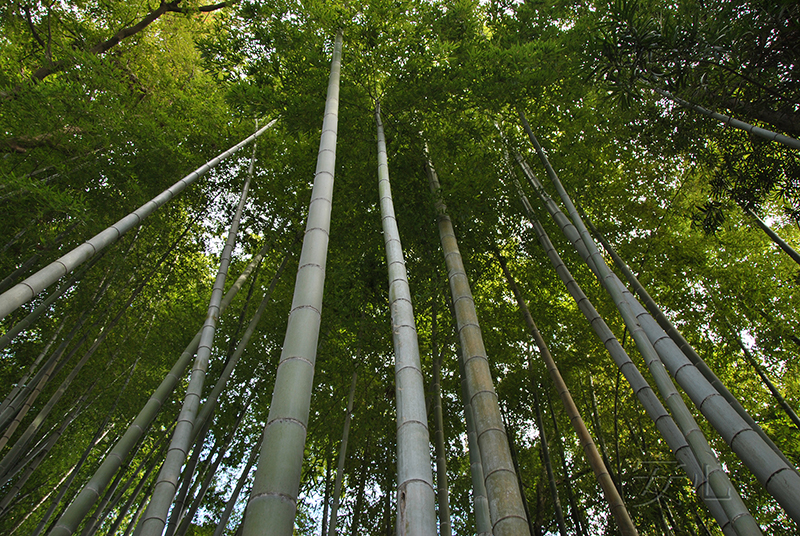 The gardens of Engaku-ji Temple