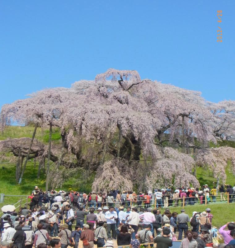 Fukushima. Miharu, Takizakura.