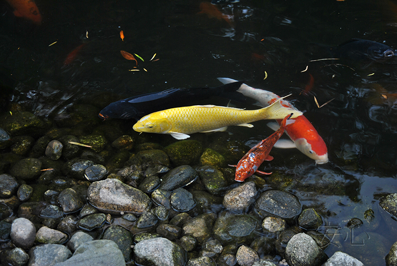 The garden of Hasedera Temple