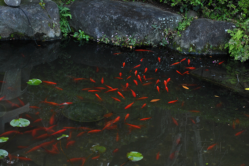 The garden of Hasedera Temple