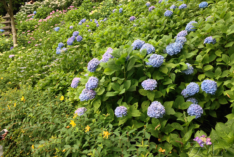 The garden of Hasedera Temple