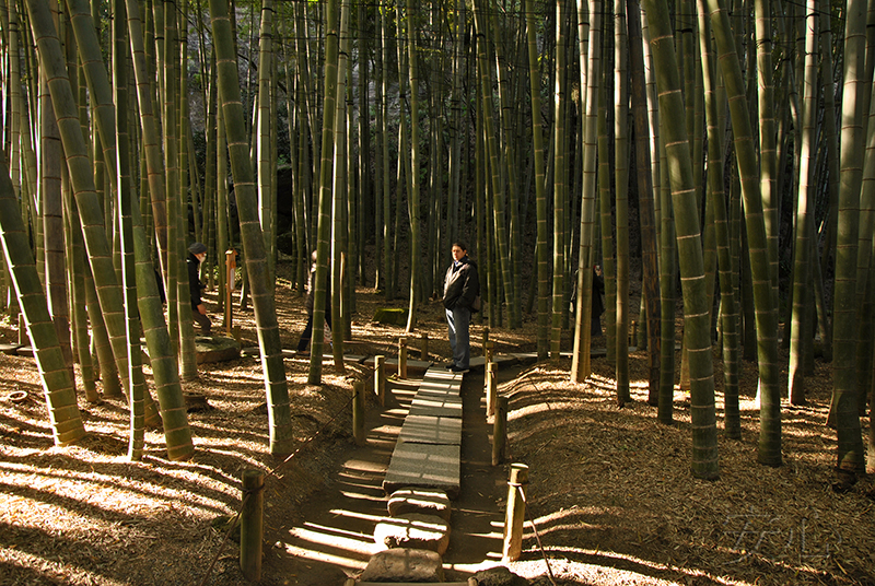 Hokoku-ji temple garden