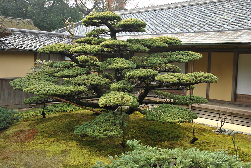 Jiko-in temple garden