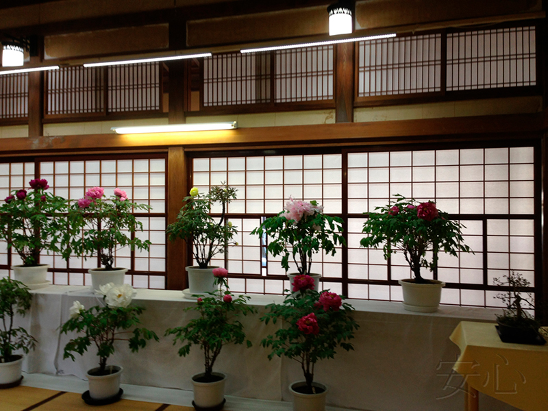 Peony garden , Kasuisai Temple