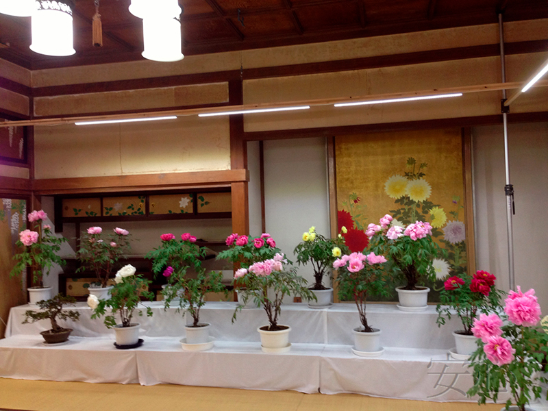 Peony garden , Kasuisai Temple