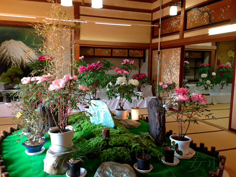 Peony garden , Kasuisai Temple