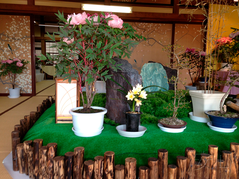 Peony garden , Kasuisai Temple