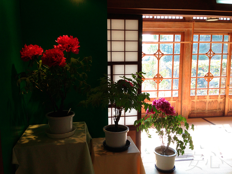 Peony garden , Kasuisai Temple