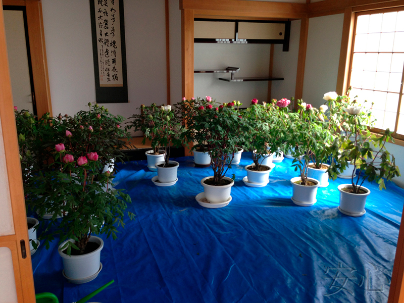 Peony garden , Kasuisai Temple