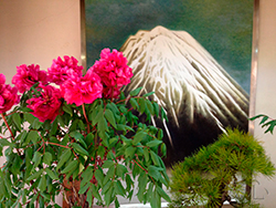 Peony Garden Kasuisai Temple