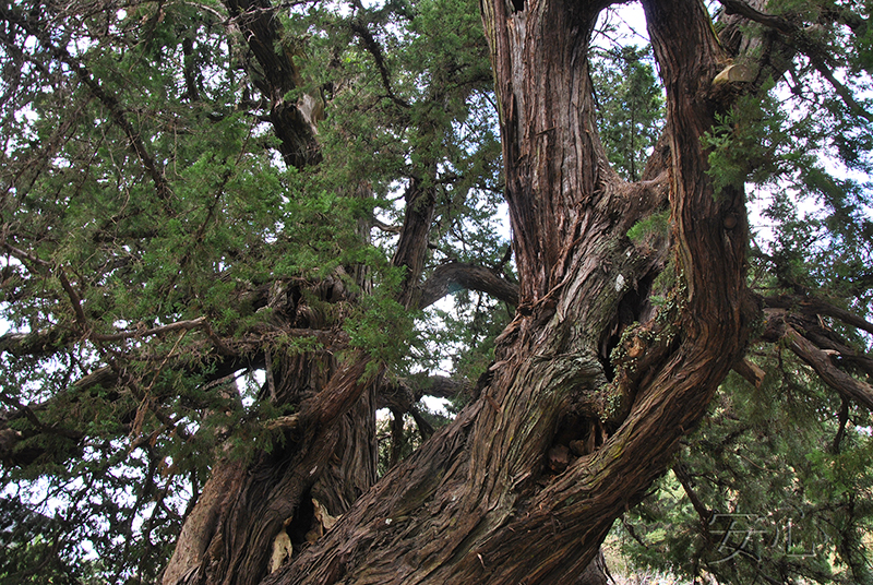 The gardens of Kencho-ji Temple