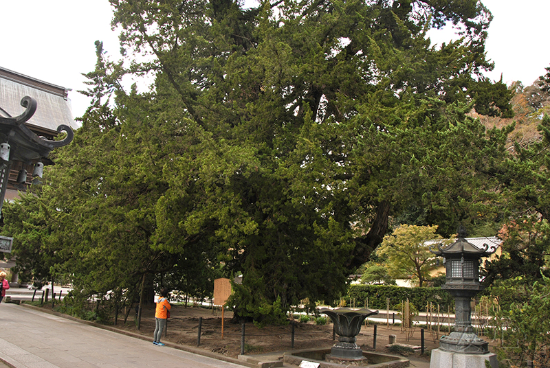 The gardens of Kencho-ji Temple