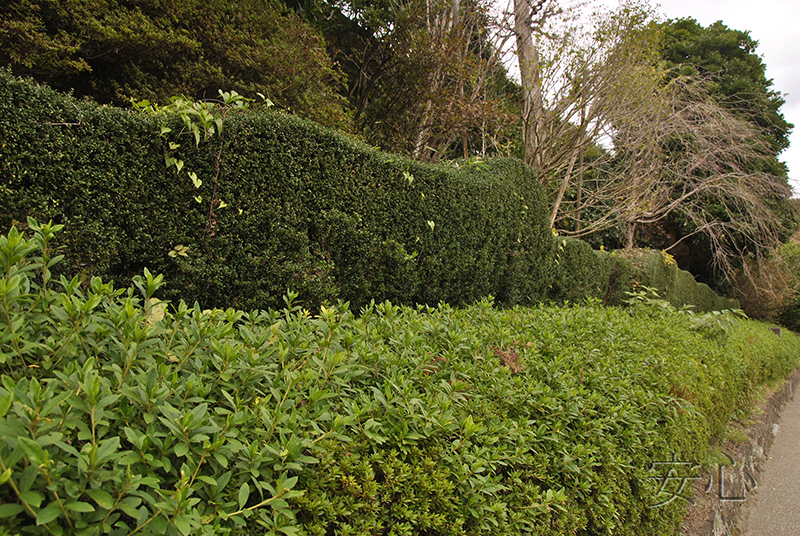 The gardens of Kencho-ji Temple