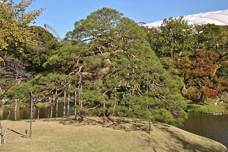 Koisikawa Korakuen Garden