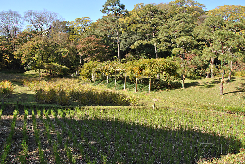 Koisikawa Korakuen Garden