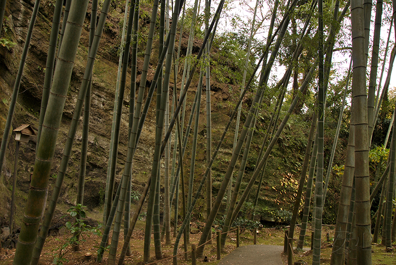 The gardens of Meigetsu-in Temple