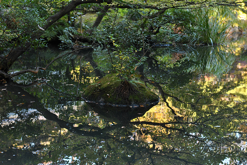 Nezu Museum Garden