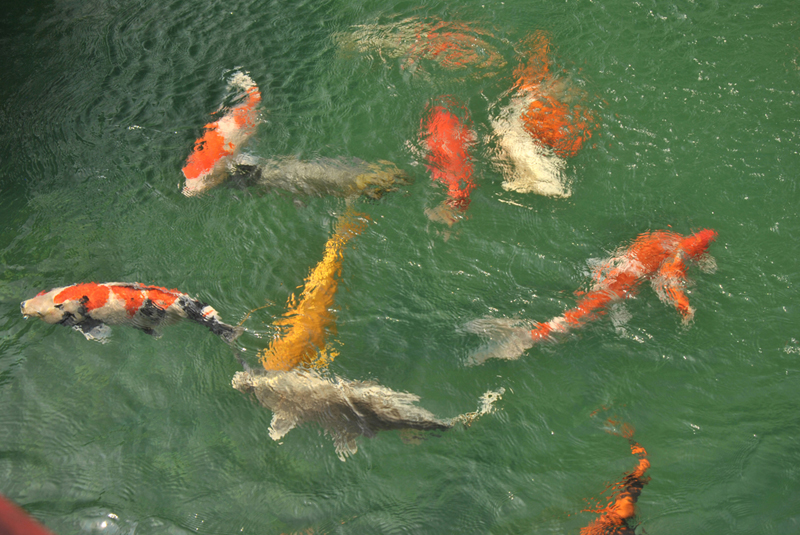 The Japanese Garden in Ho Chi Minh City