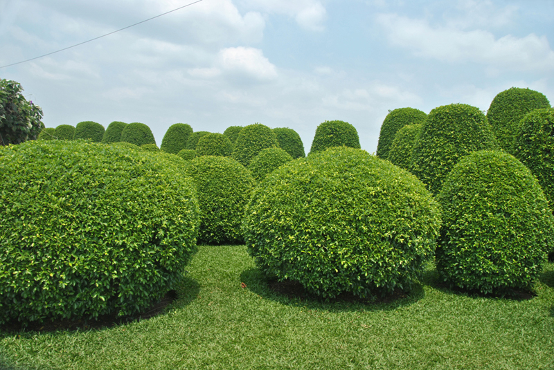 The Japanese Garden in Ho Chi Minh City