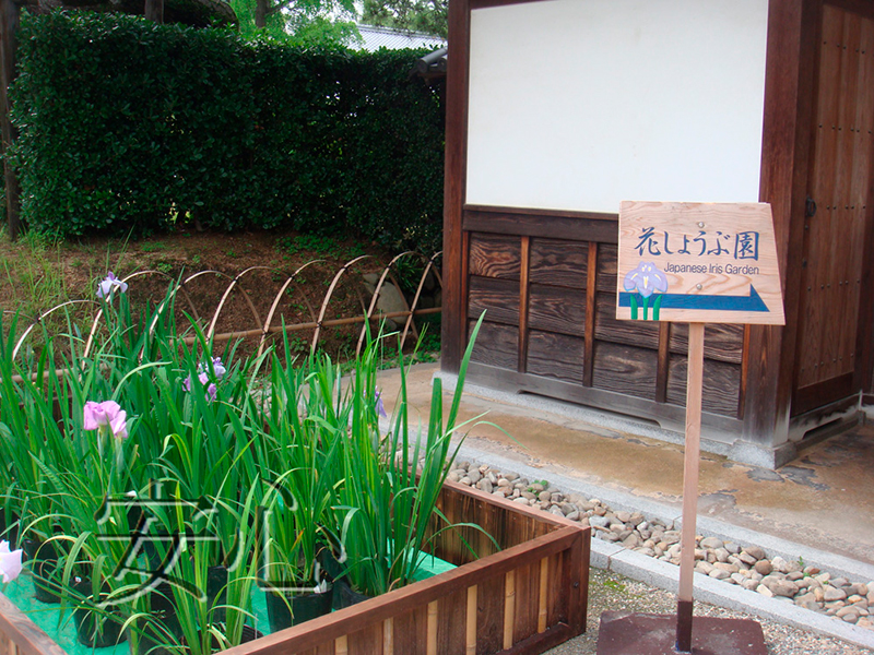Blooming irises in Ritsurin Koen