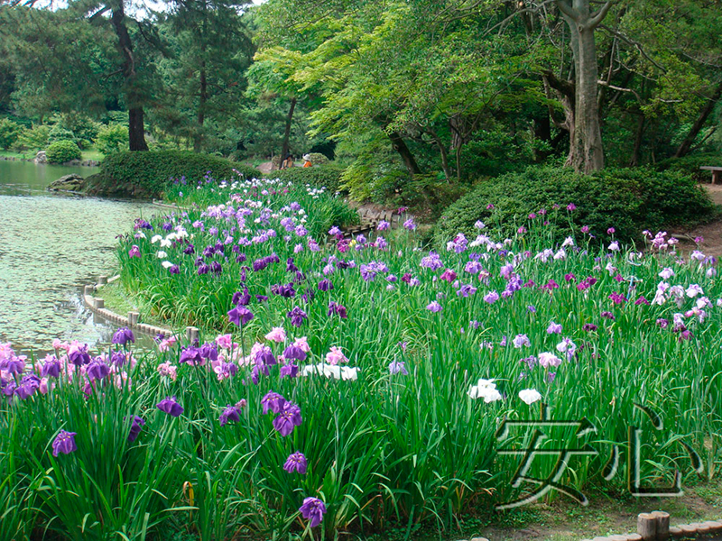 Blooming irises in Ritsurin Koen