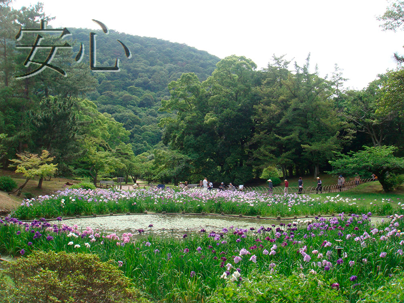 Blooming irises in Ritsurin Koen