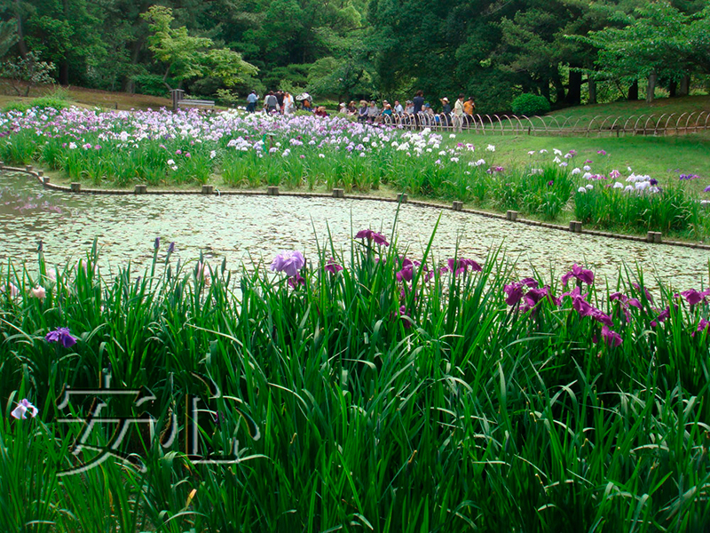 Blooming irises in Ritsurin Koen