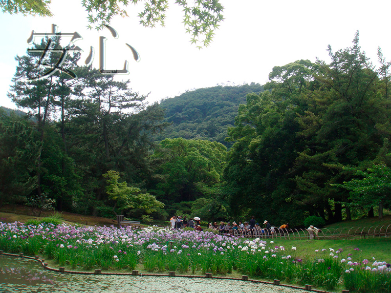 Blooming irises in Ritsurin Koen