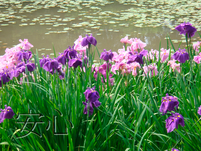 Blooming irises in Ritsurin Koen