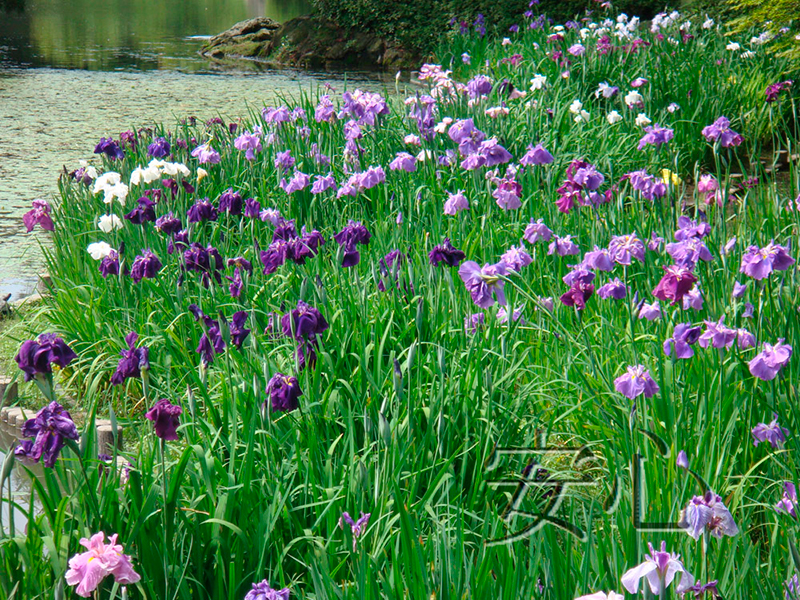 Blooming irises in Ritsurin Koen