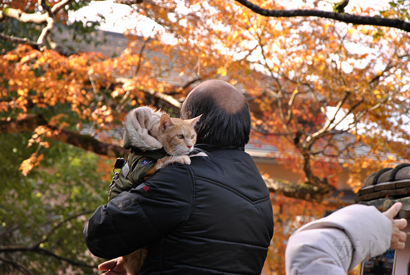 Sanzen-in temple gardens