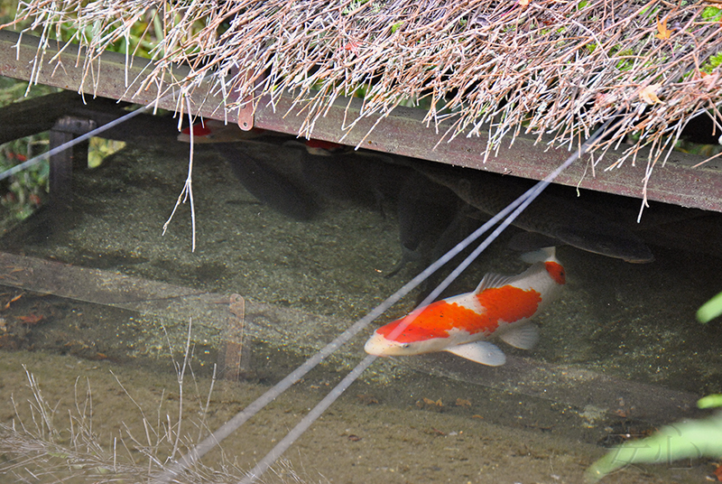 Shisen-do Garden