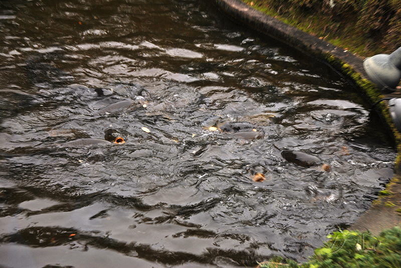 Shofuen garden