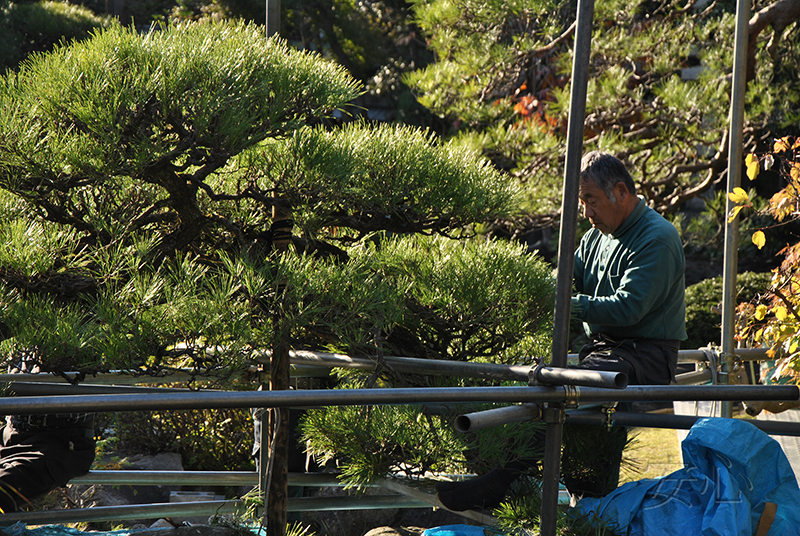 Shibamata Taishakuten garden