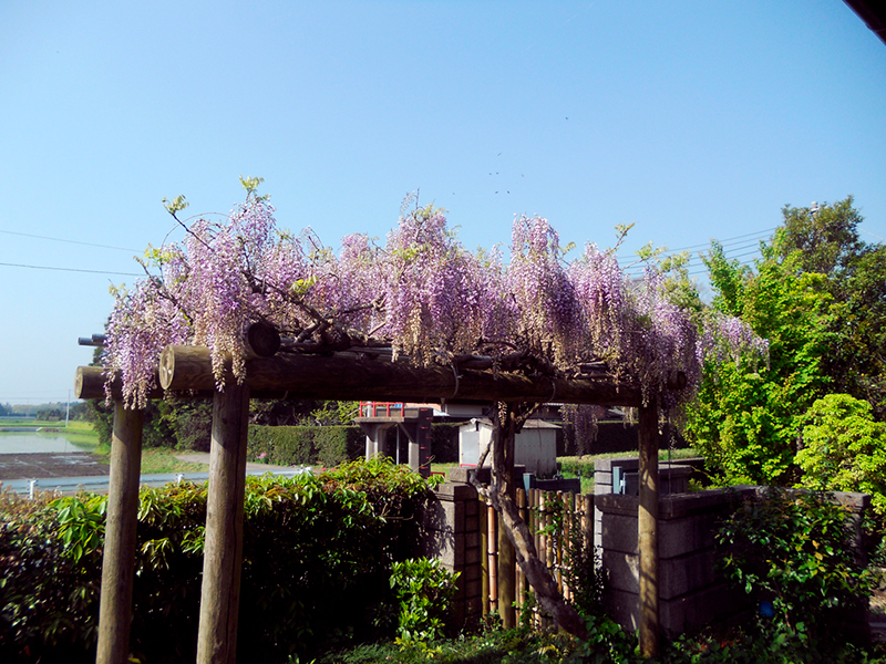 The private garden of Takakazu Nozawa